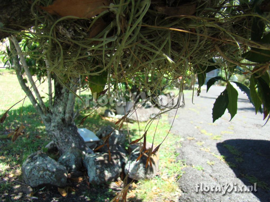 Tillandsia recurvata