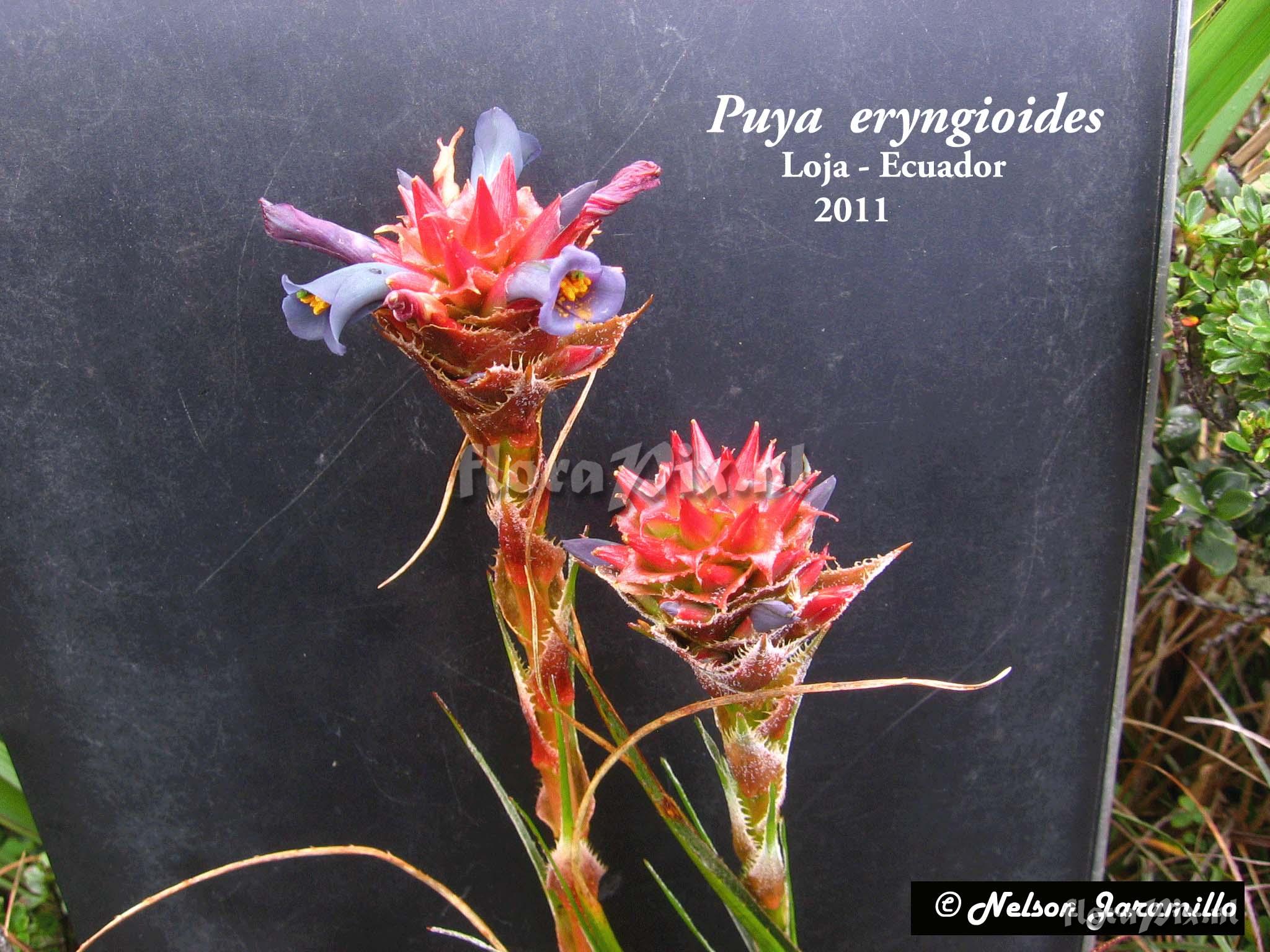 Puya eryngioides