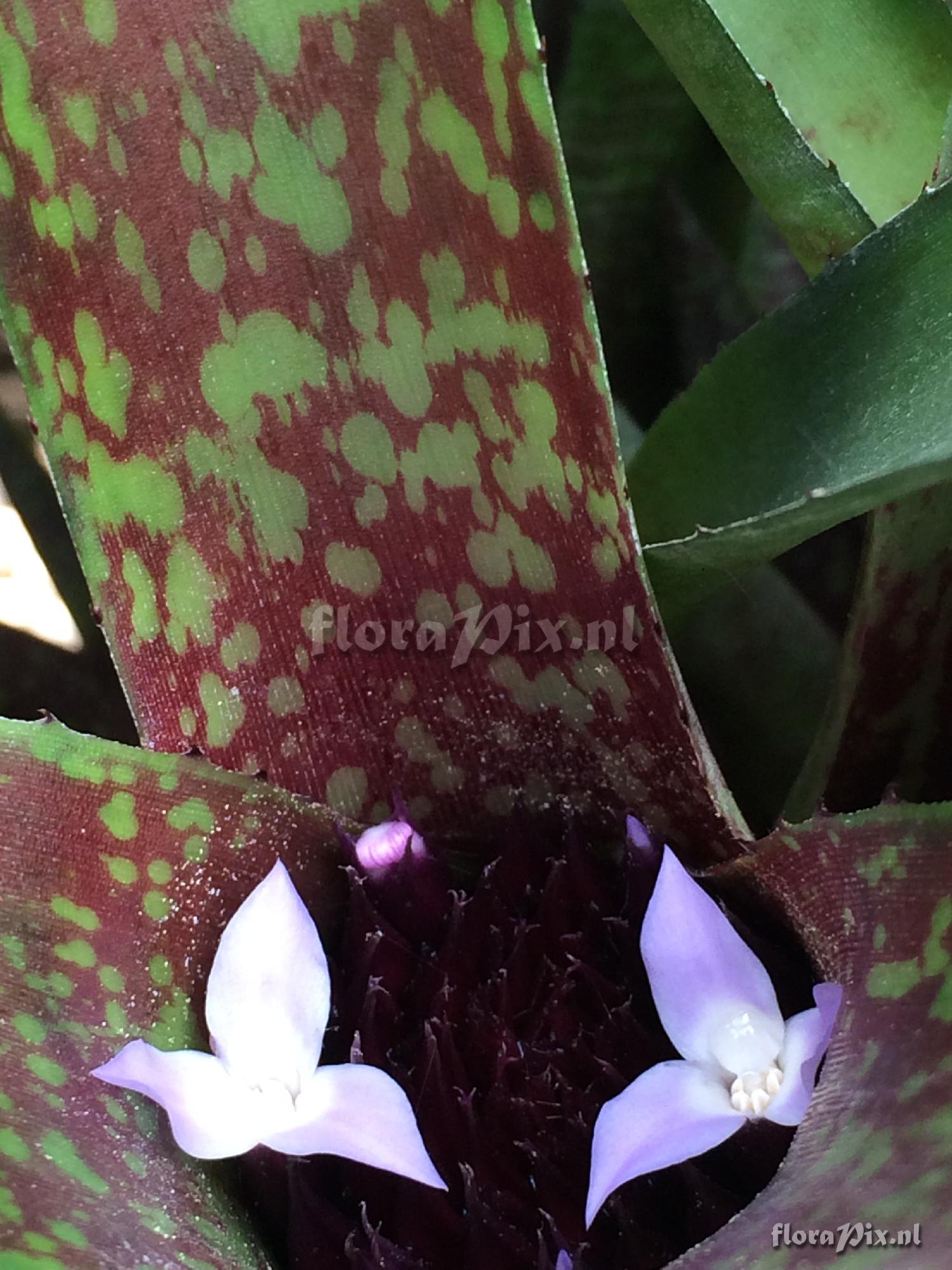 Neoregelia 