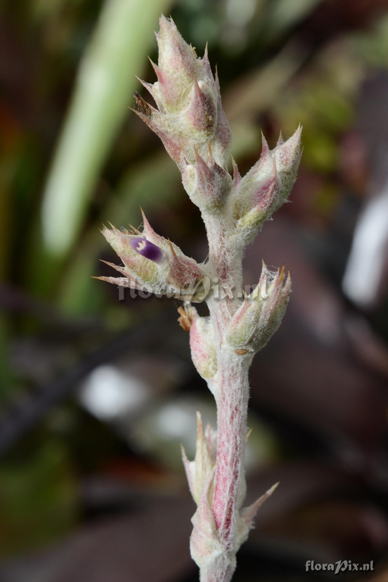 Hohenbergia utriculosa