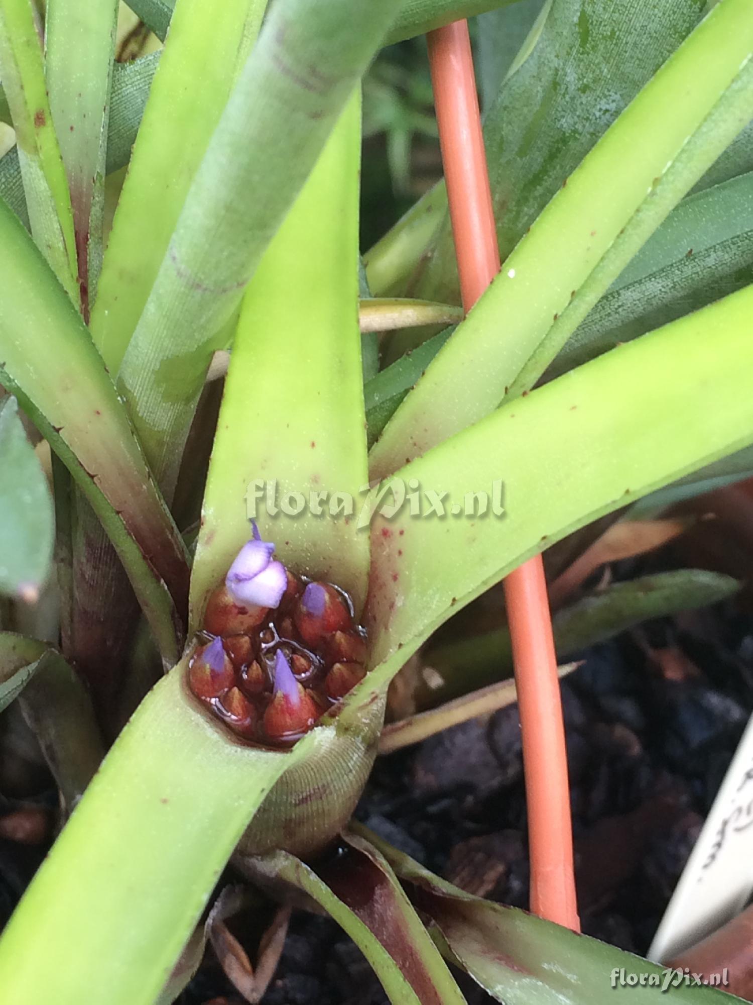 Neoregelia cyanea