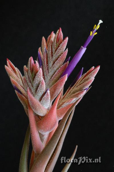 Tillandsia seleriana