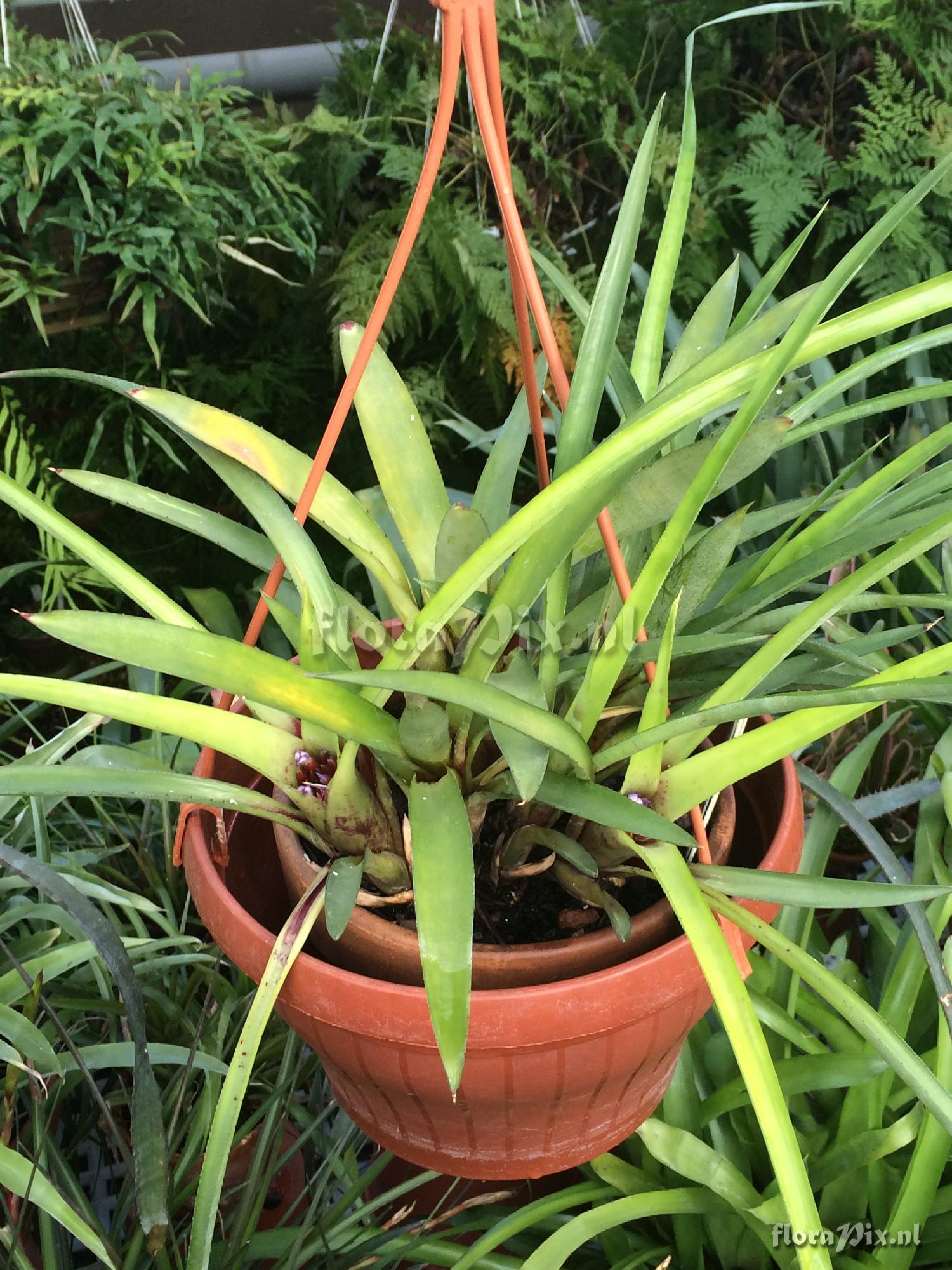 Neoregelia cyanea