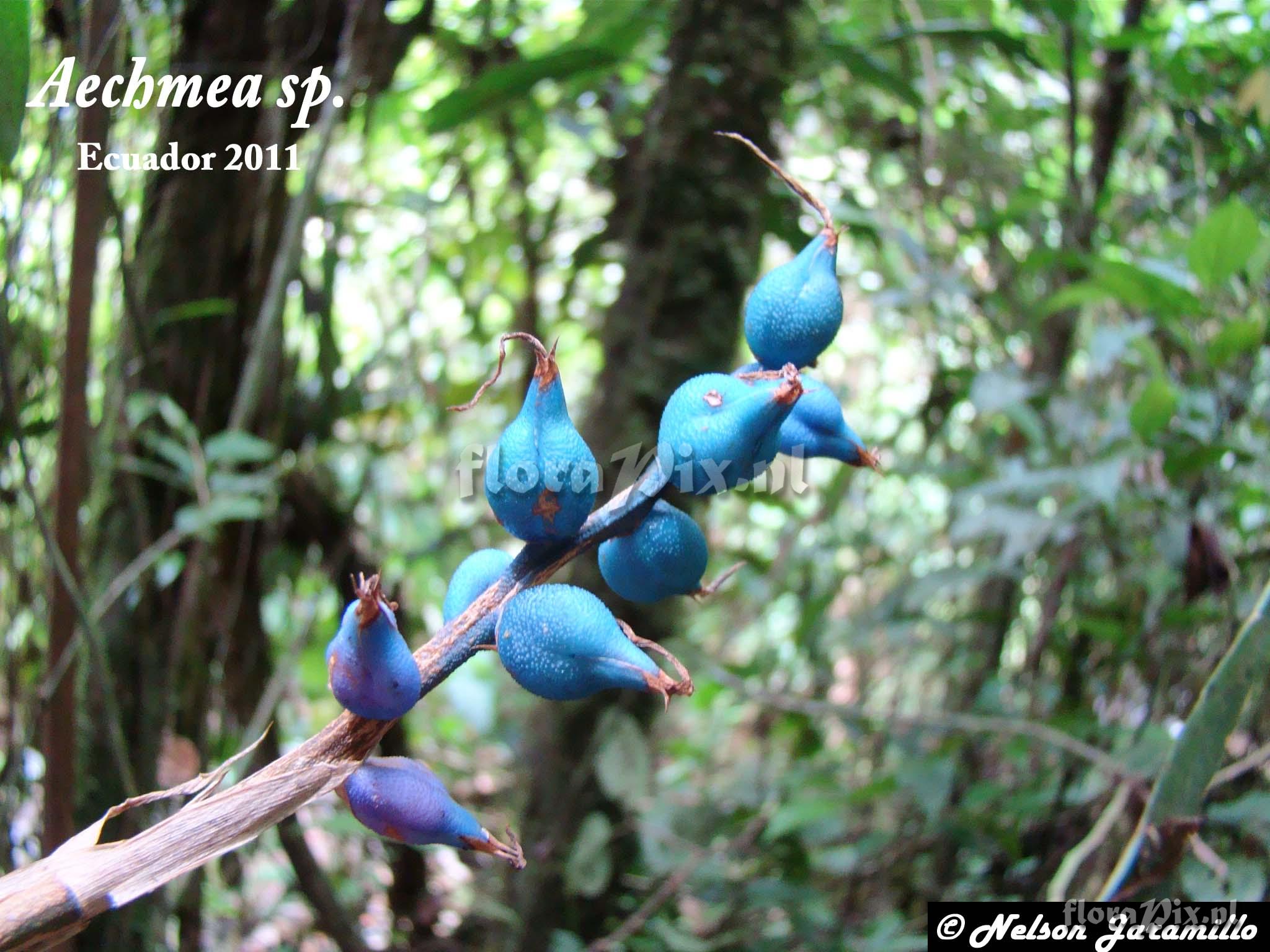 Aechmea sp.