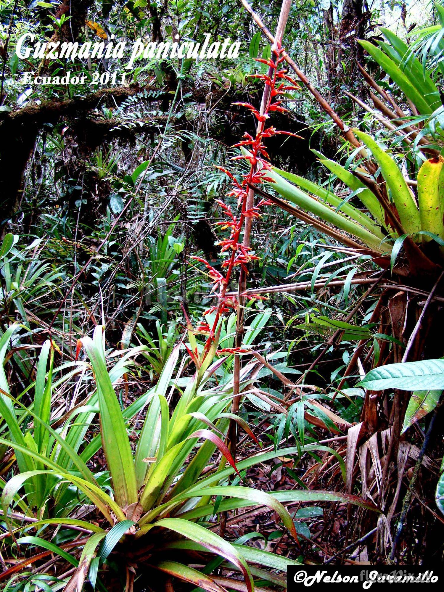 Guzmania paniculata