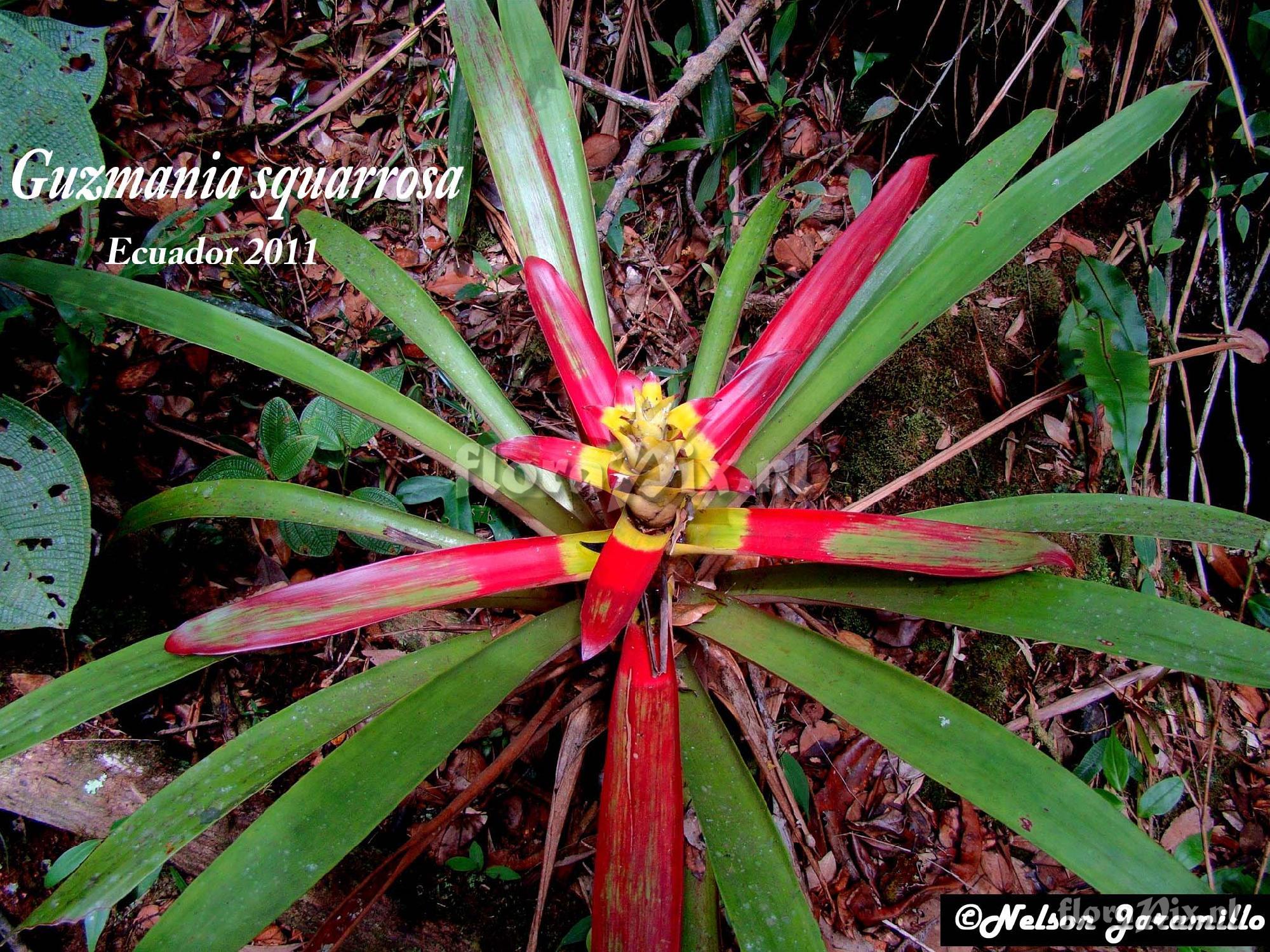 Guzmania squarrosa