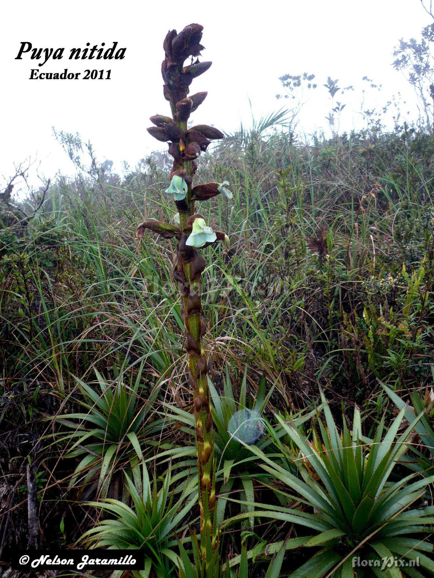 Puya nitida