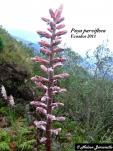 Puya parviflora