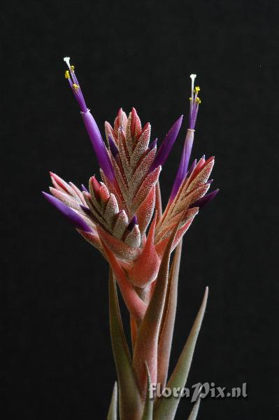 Tillandsia seleriana