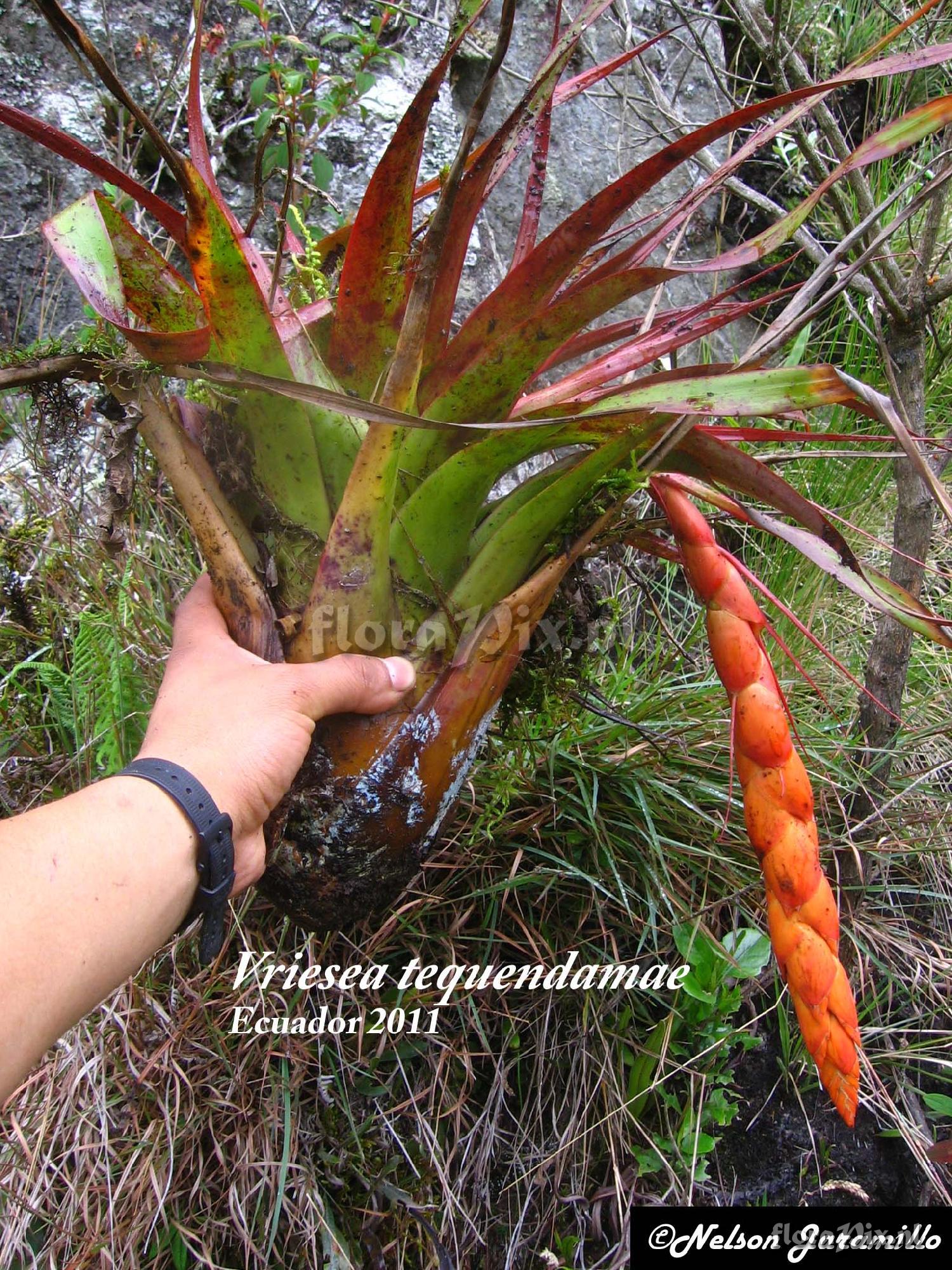 Vriesea tequendamae