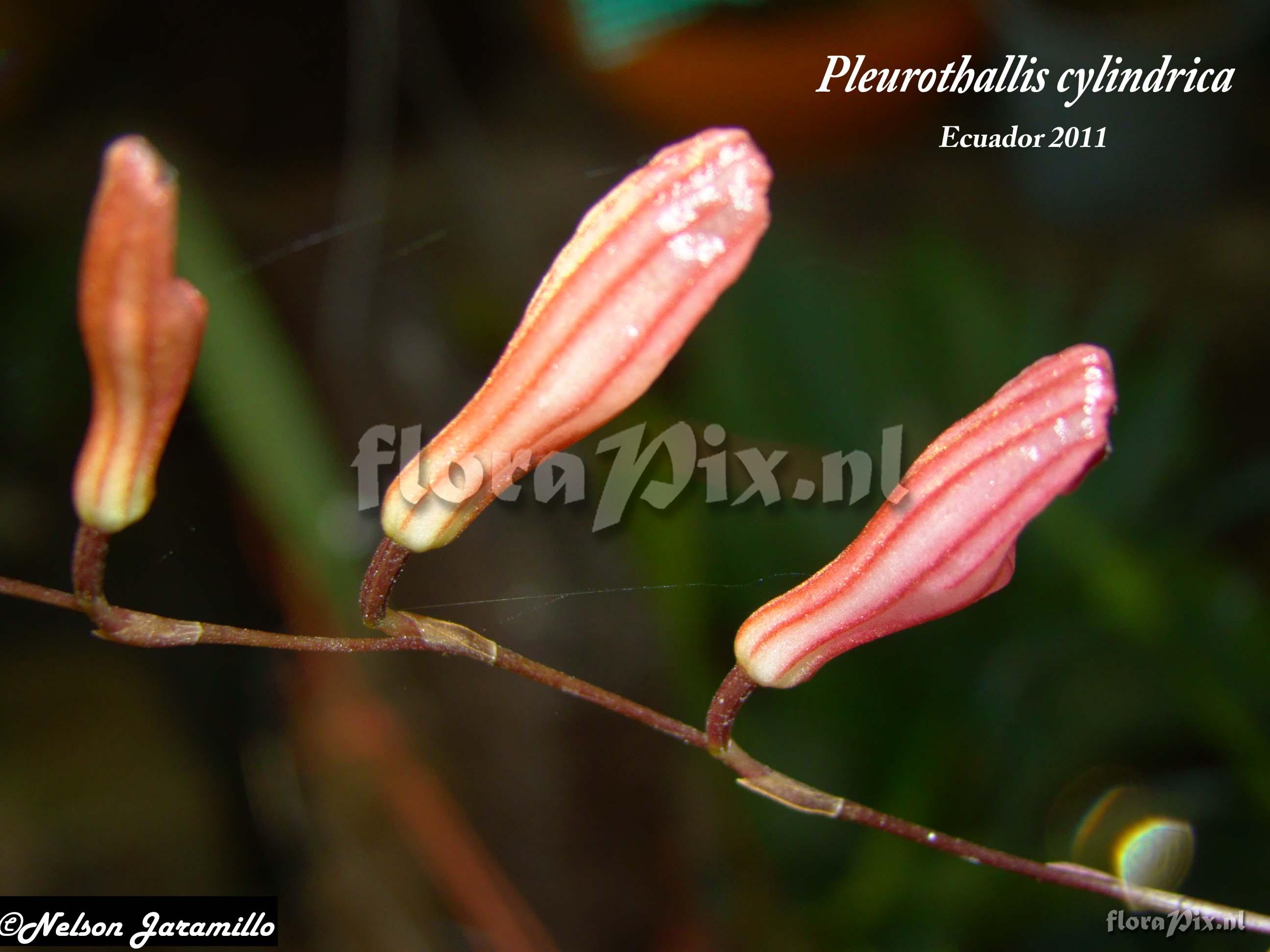 Pleurothallis cylindrica