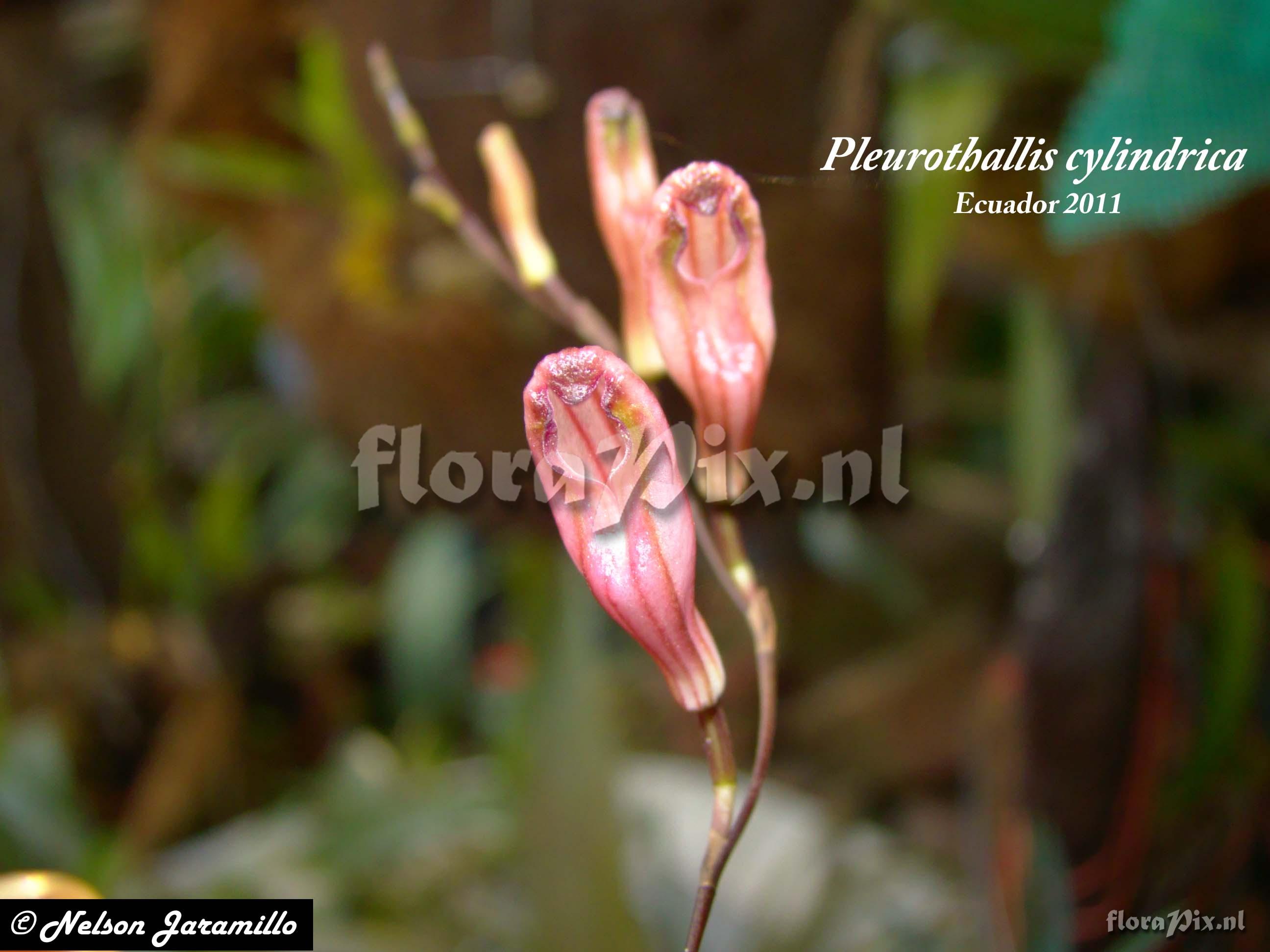 Pleurothallis cylindrica