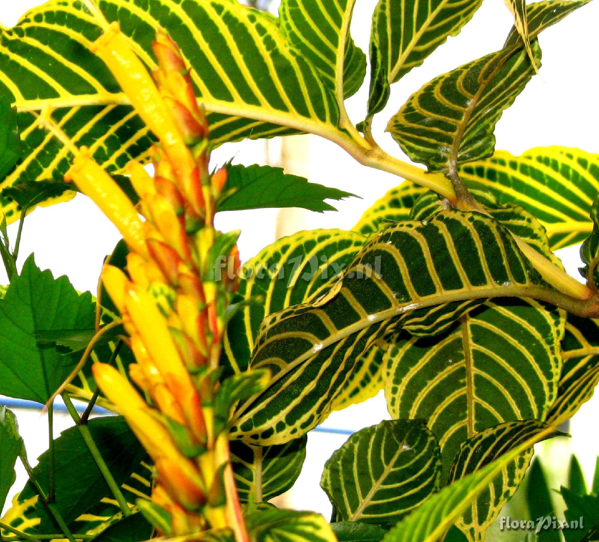 Aphelandra sp. Acanthaceae