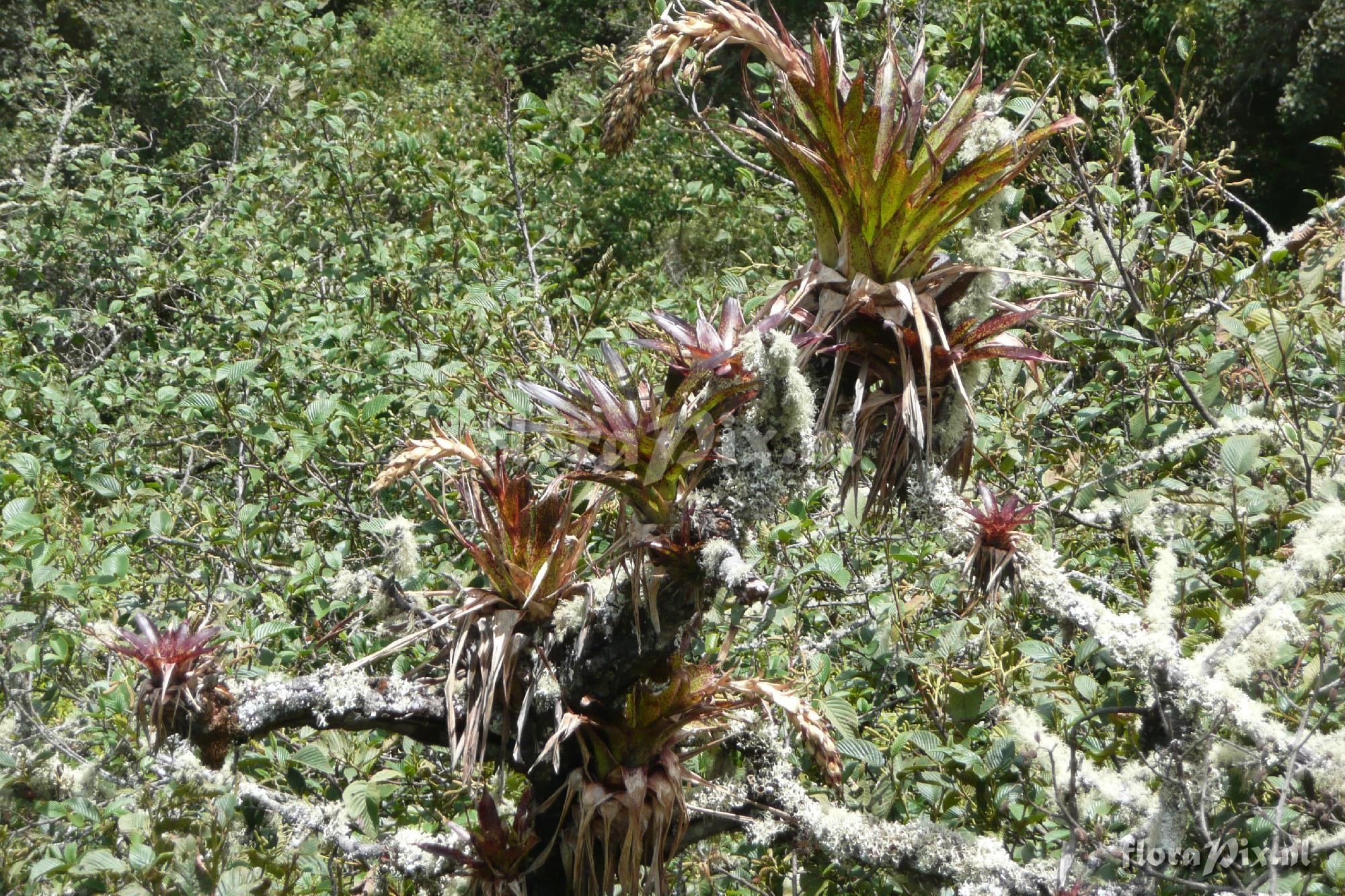 tillandsia sp