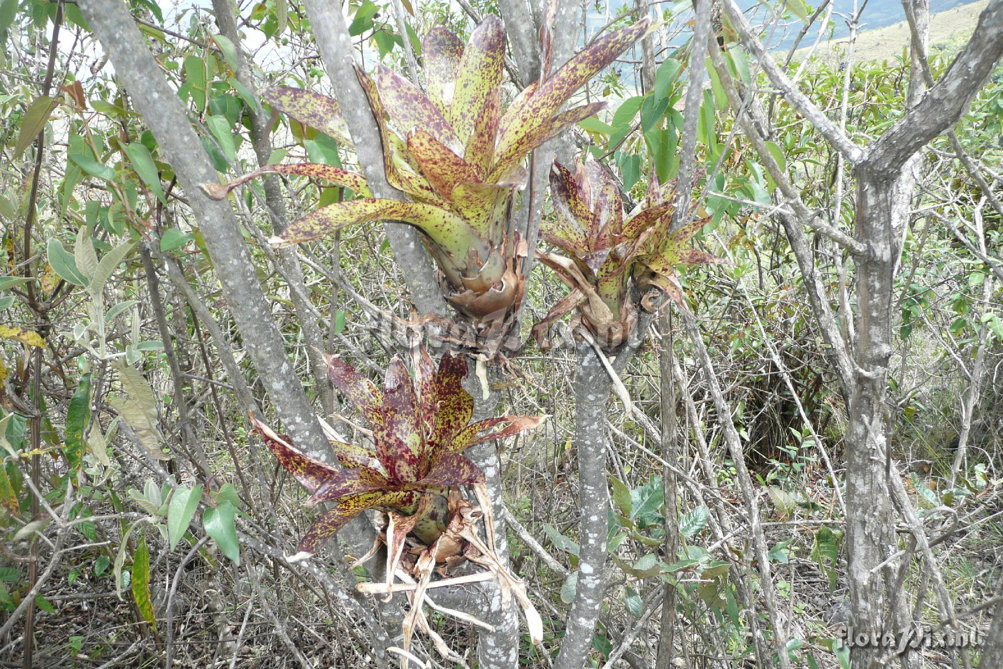 tillandsia sp