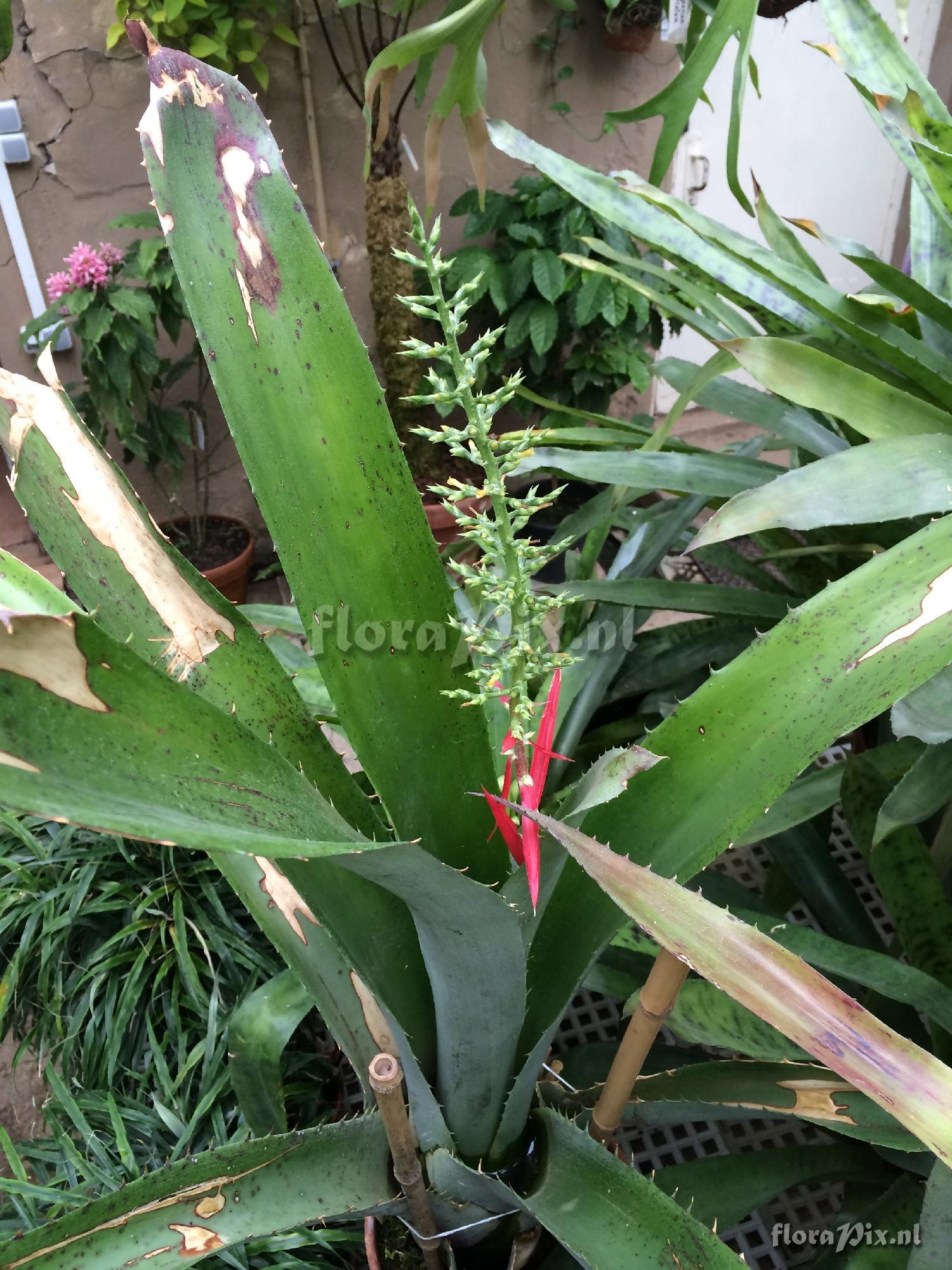 Aechmea bracteata