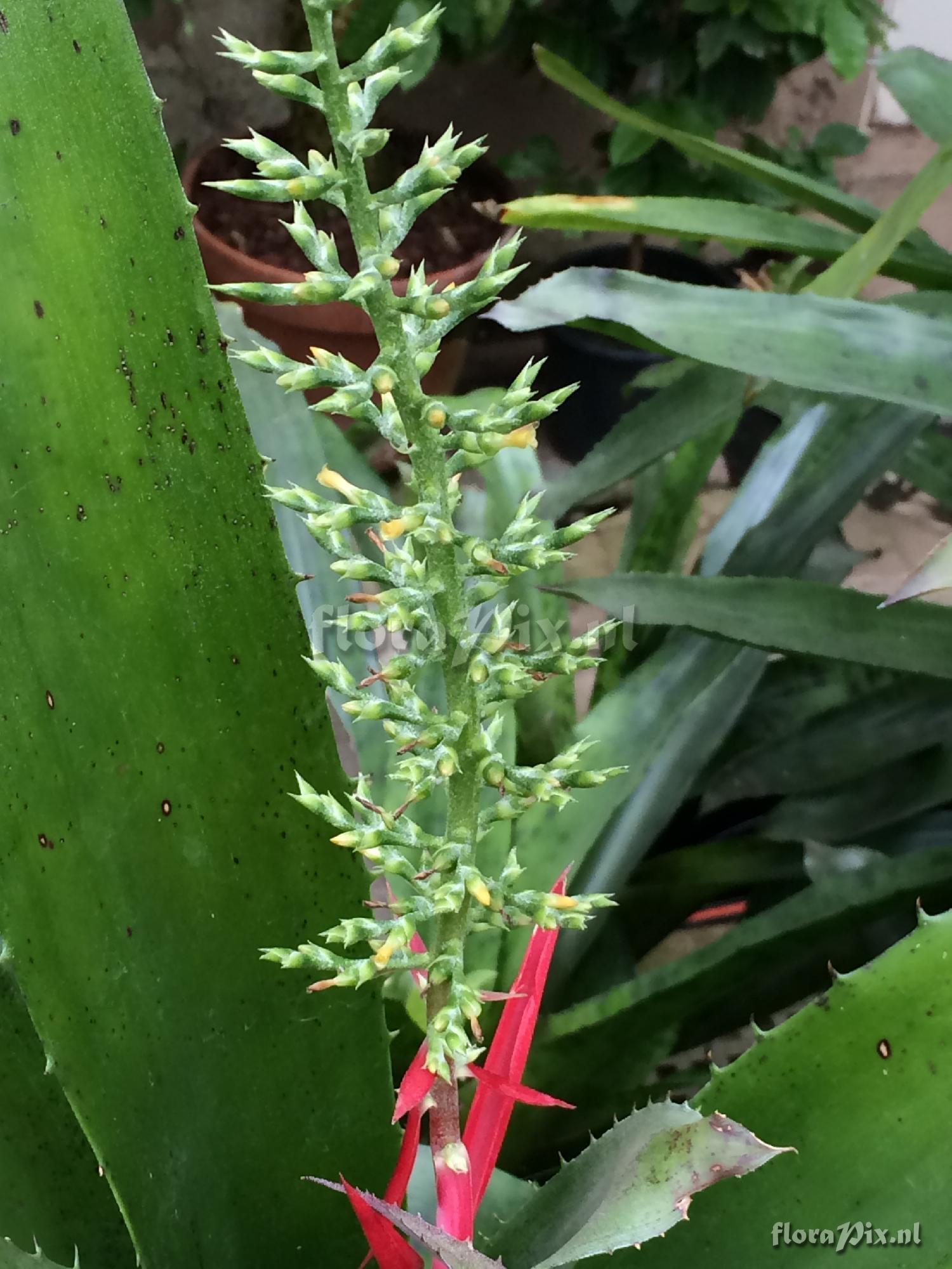 Aechmea bracteata