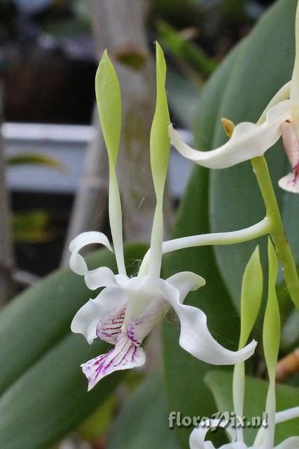 DEndrobium antennatum