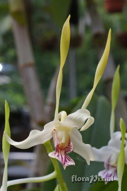 DEndrobium antennatum