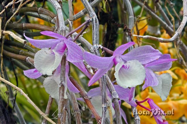 Dendrobium aphyllum