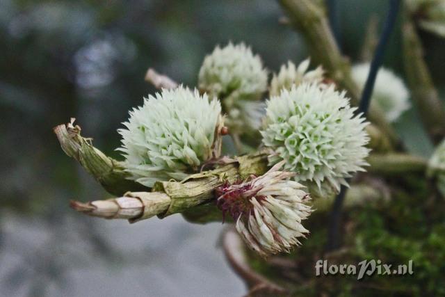 DEndrobium capituliflorum