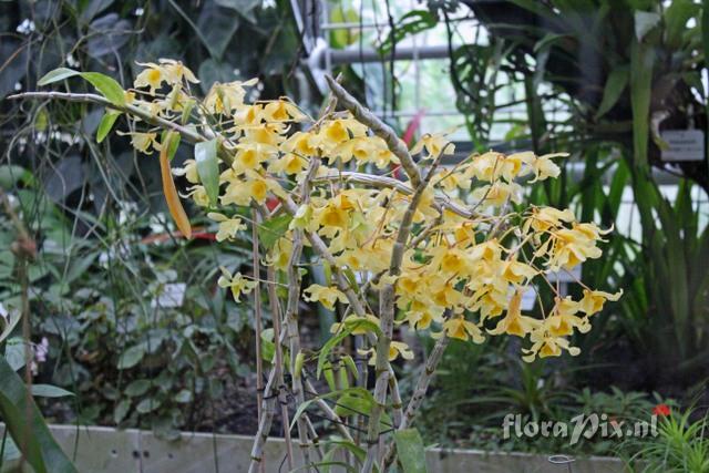 Dendrobium friedericksianum