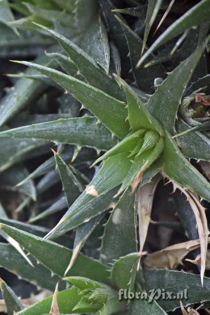 Deuterocohnia lottae