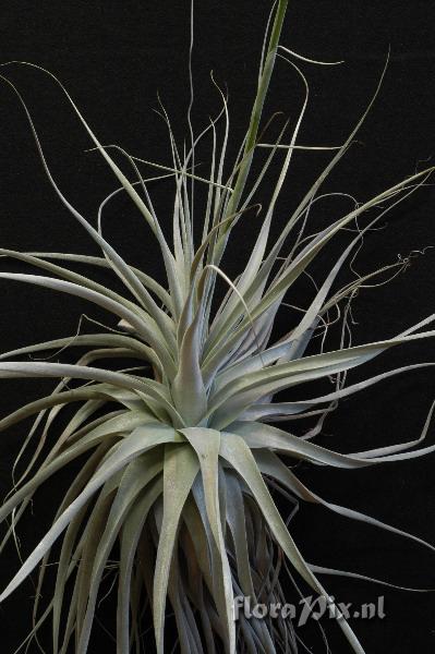 Tillandsia straminea