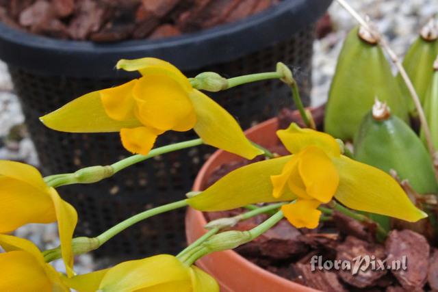 Lycaste aromatica