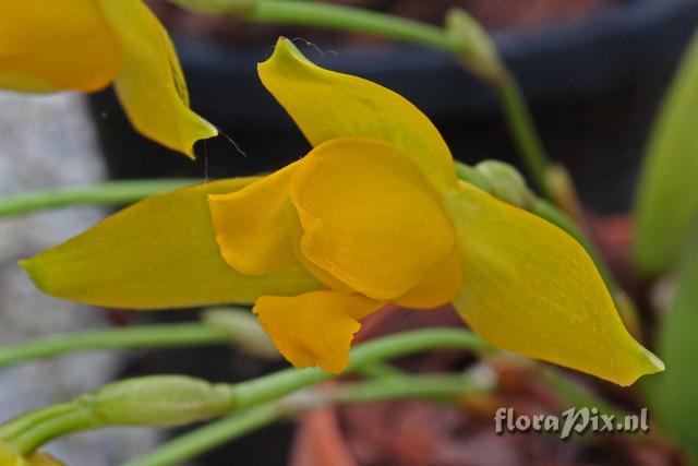 Lycaste aromatica