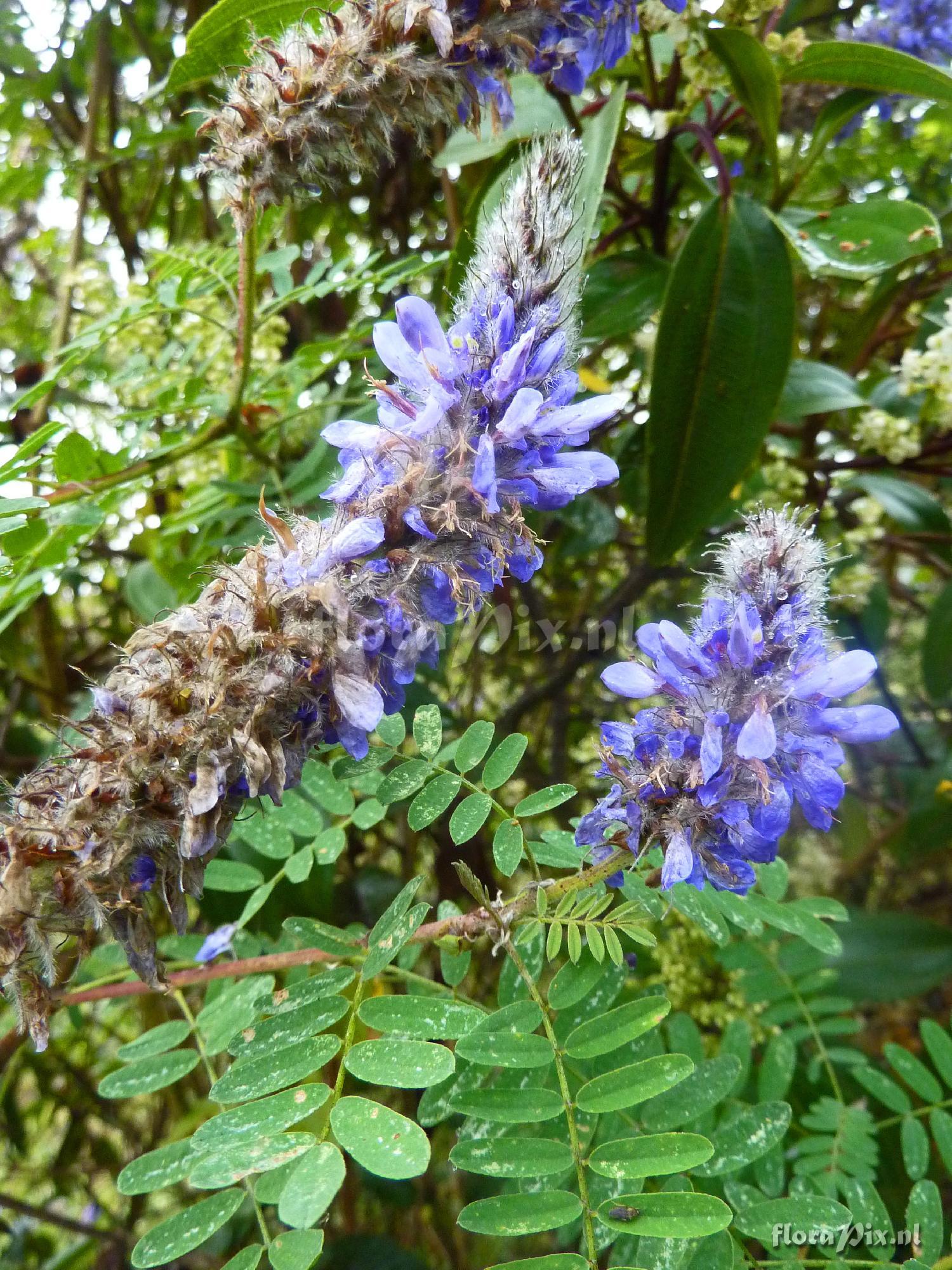 Dalea coerulea ?