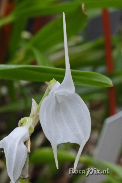 Masdevallia tovarensis