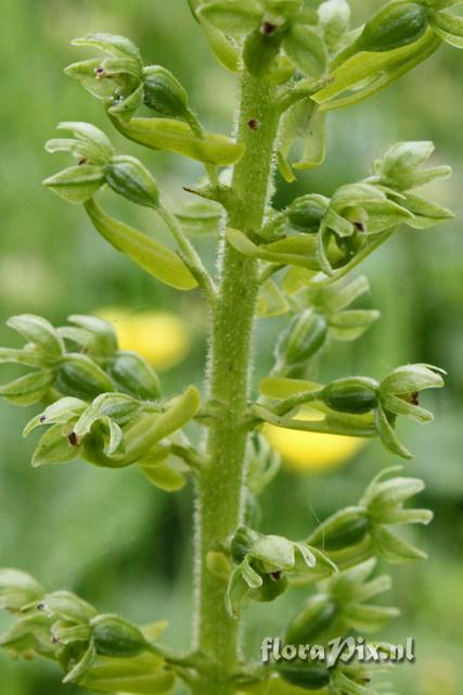 Neottia ovata