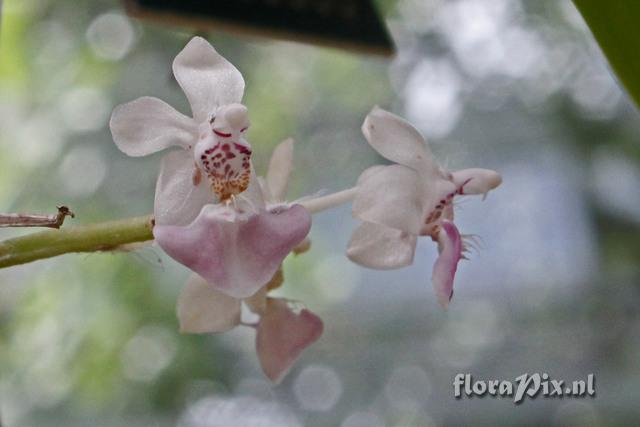 Phalaenopsis parishii