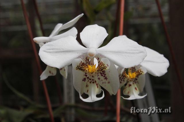 Phalaenopsis stuartiana