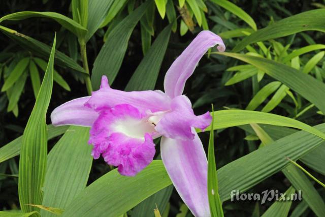 Sobralia macrantha 