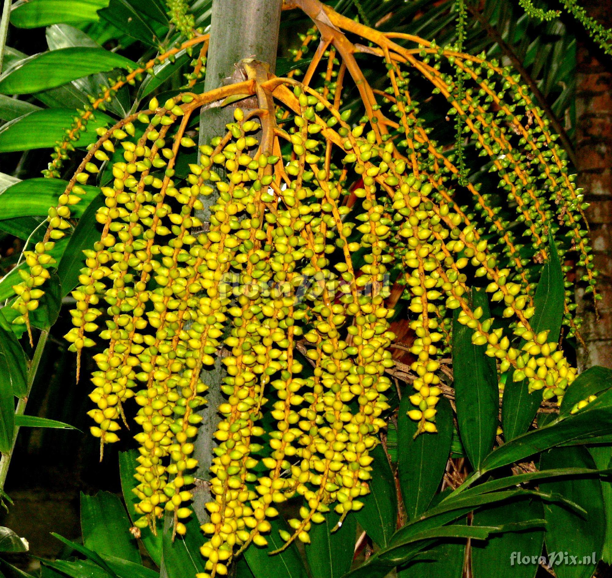 Areca sp. Palmae