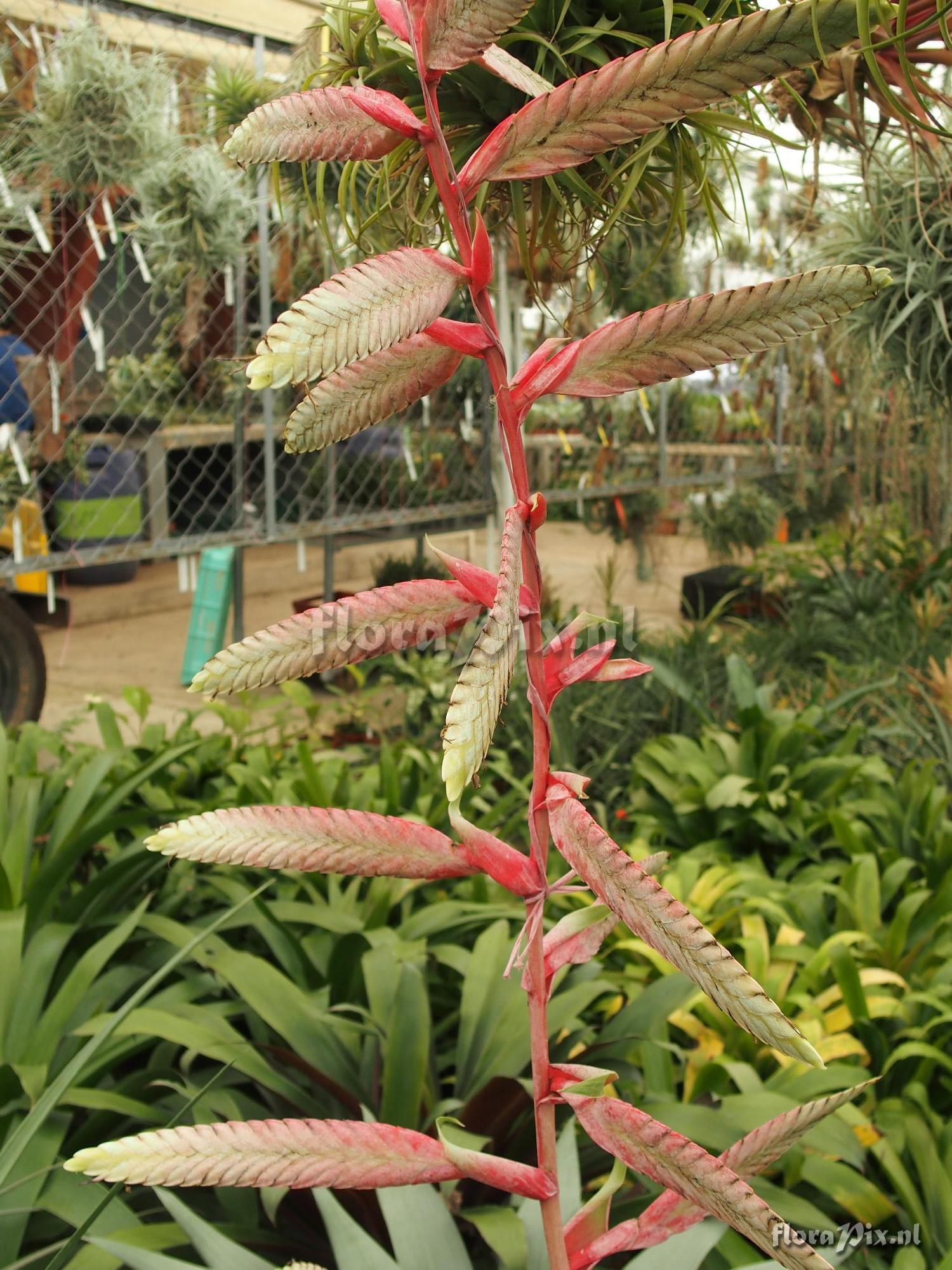 Tillandsia sp. Colombia