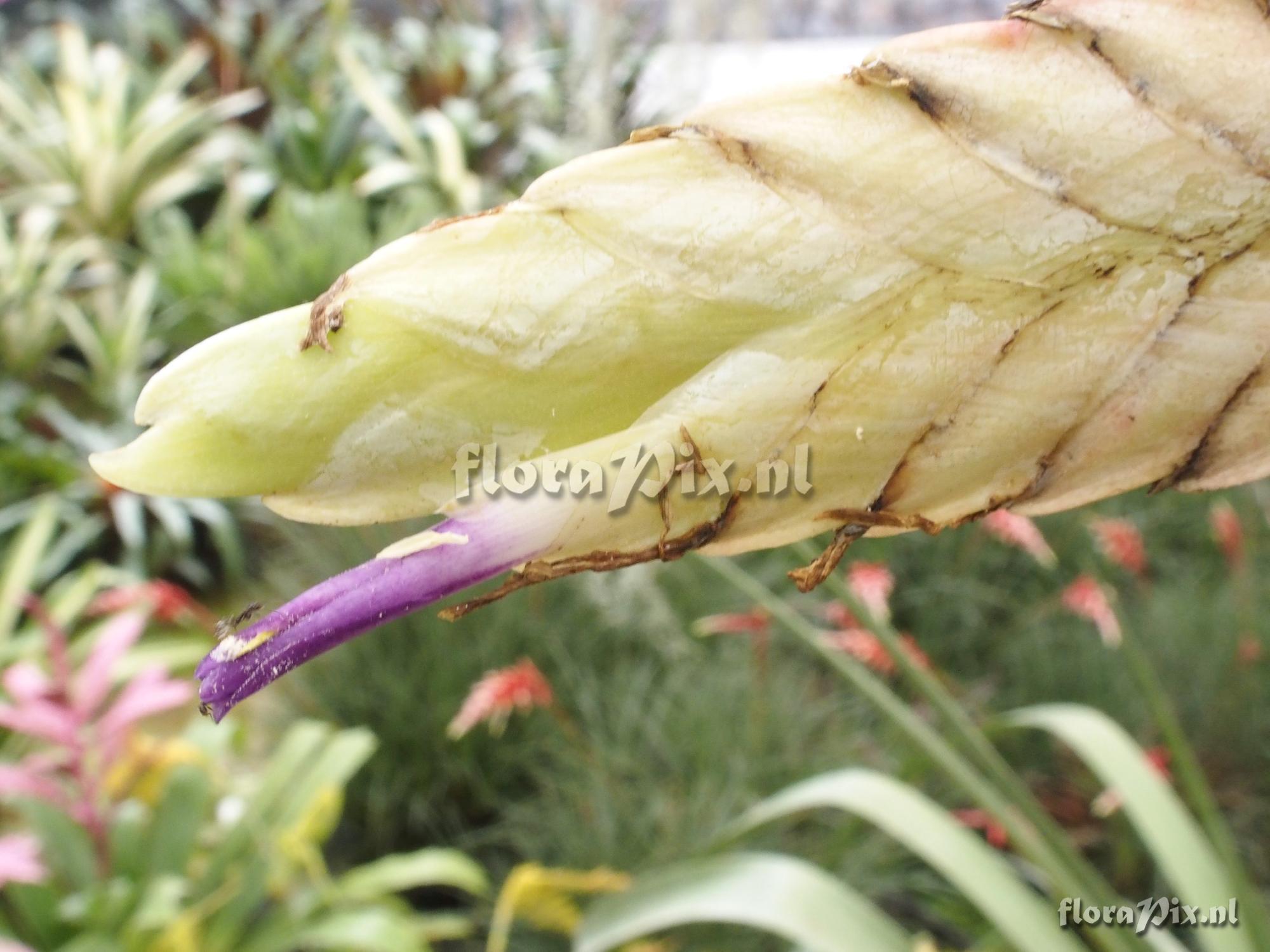 Tillandsia sp. Colombia