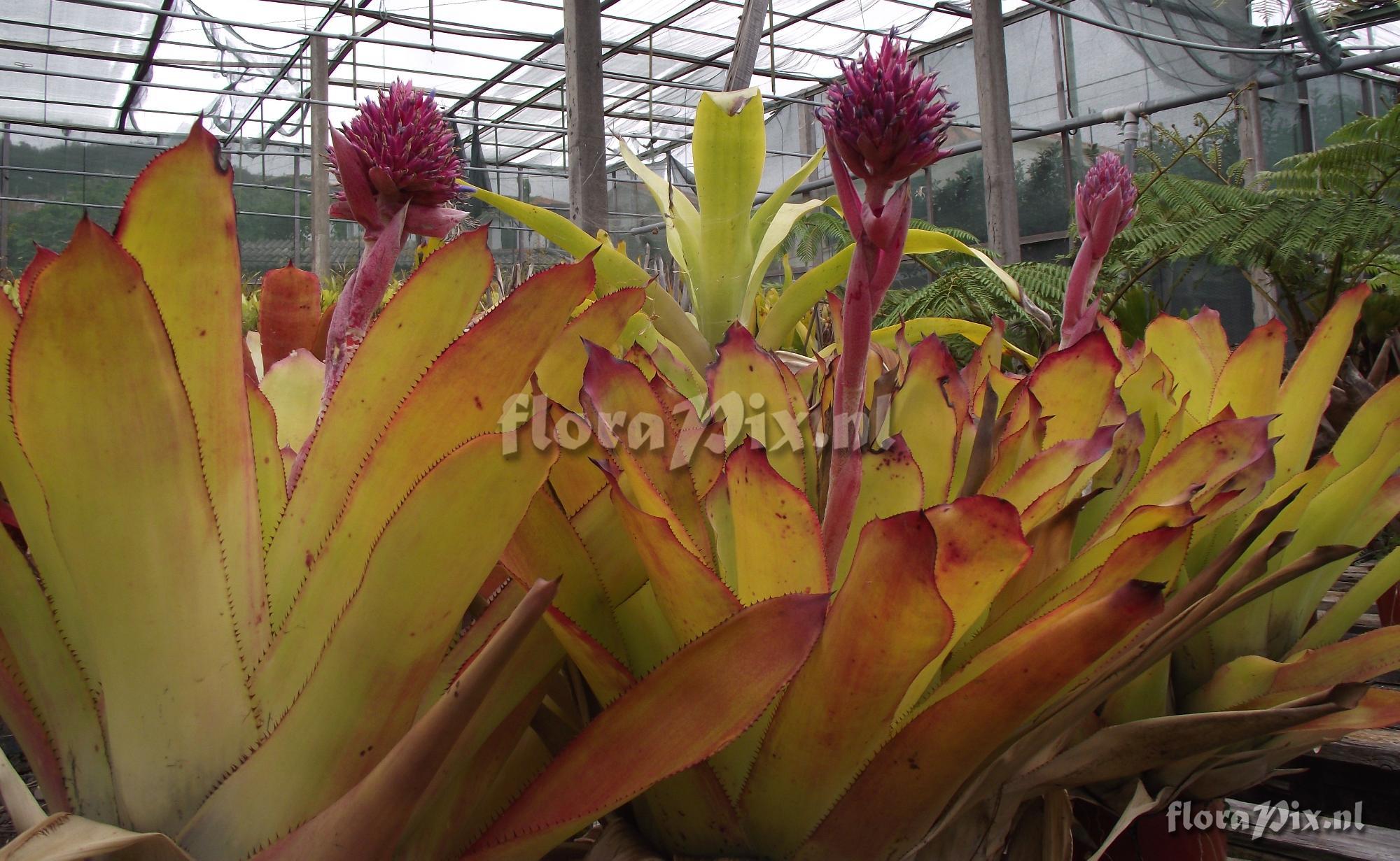 Aechmea serrata