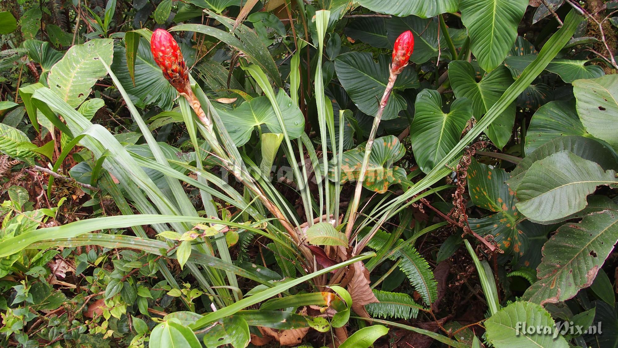 Pitcairnia sp.