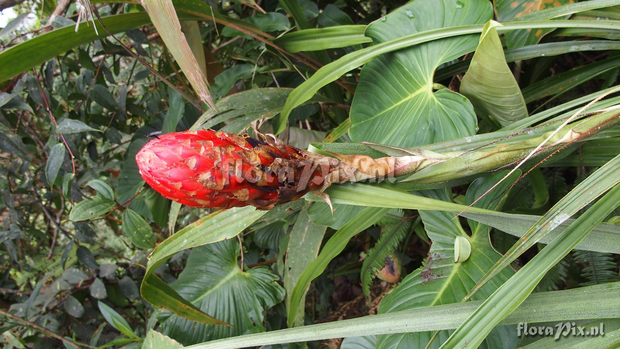 Pitcairnia sp.