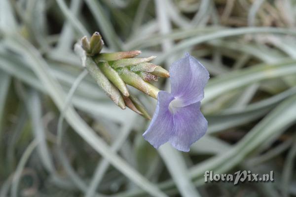 Tillandsia streptocarpa