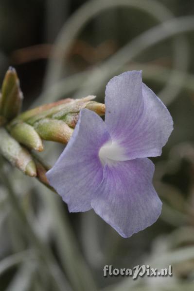 Tillandsia streptocarpa