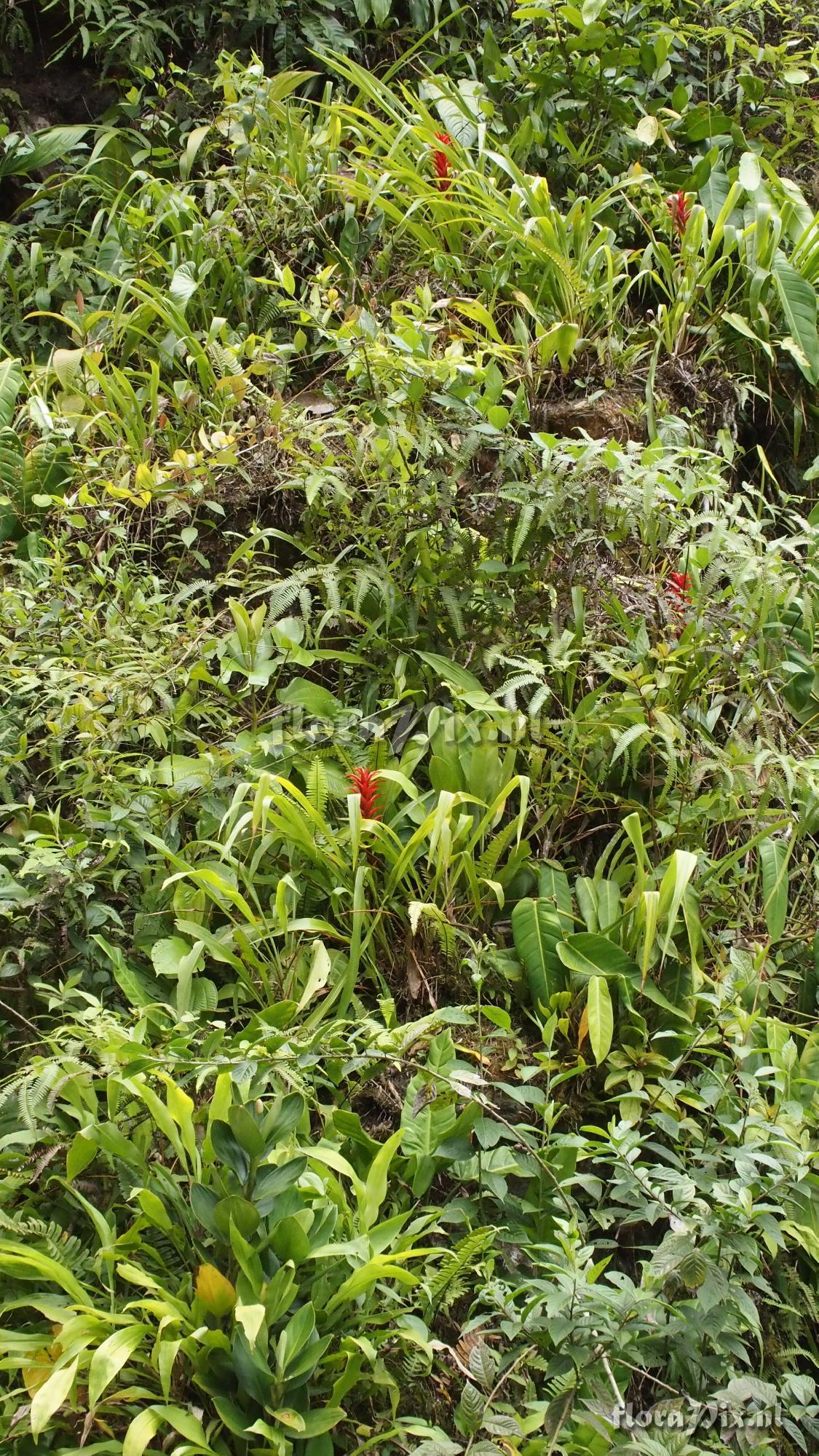 Pitcairnia squarrosa v. colorata