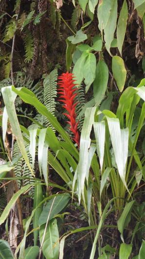 Pitcairnia squarrosa v. colorata