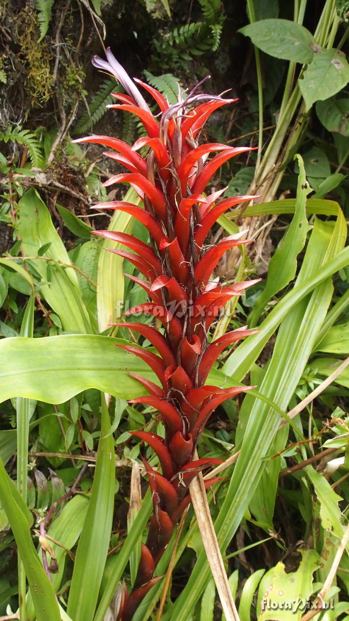 Pitcairnia squarrosa v. colorata