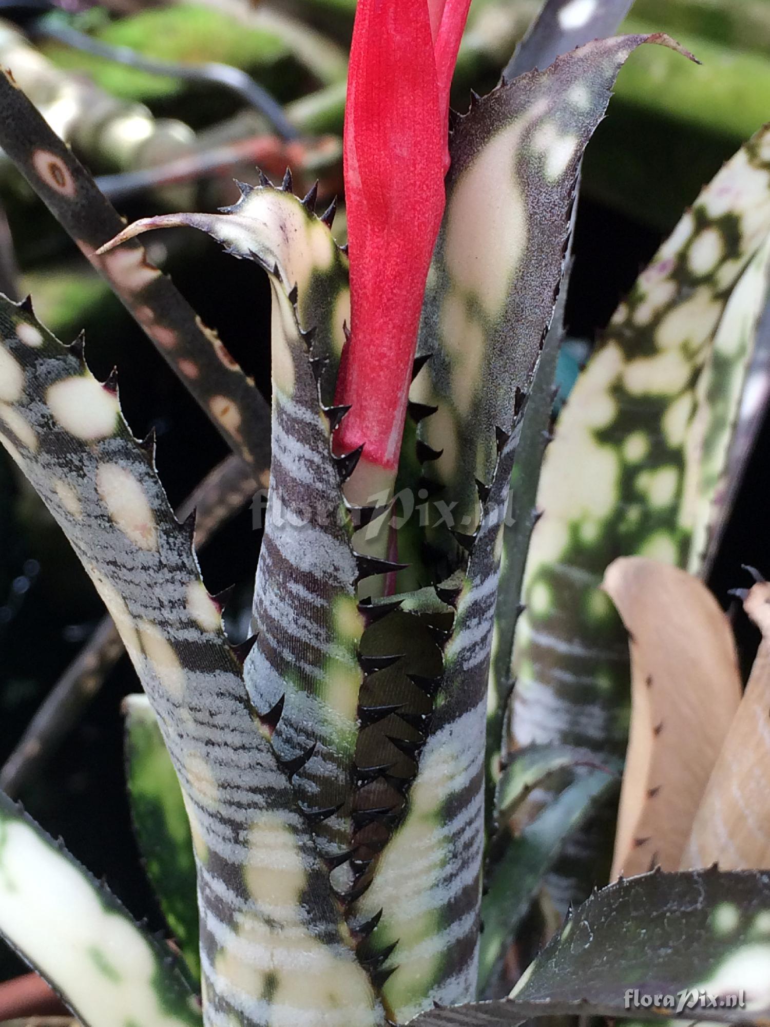 Billbergia 