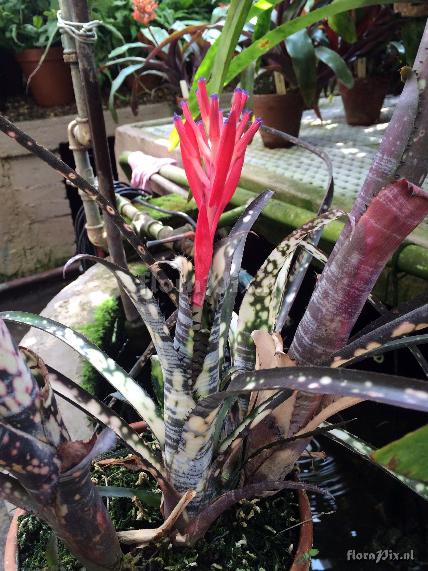 Billbergia 