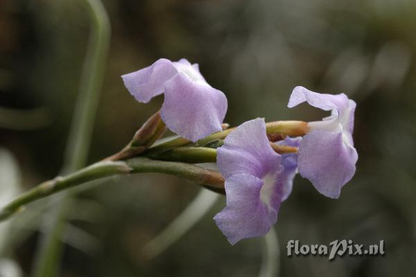 Tillandsia streptocarpa